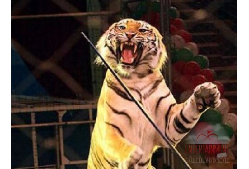 Дрессированные Тигры